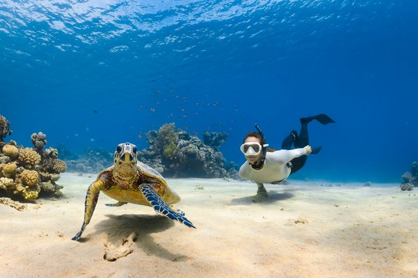 Comment organiser une plongée avec les tortues marines aux Seychelles?