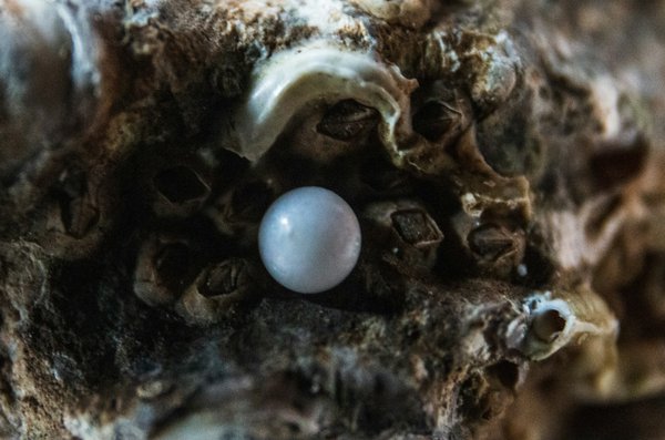 Comment découvrir les traditions des pêcheurs de perles aux Émirats Arabes Unis?